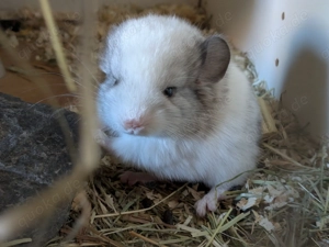Chinchilla Baby sucht sein Traumzuhause 
