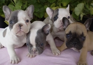Französische Bulldoggen Welpen suchen ein schönes Zuhause