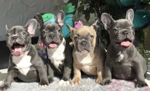 Zuckersüße Französische Bulldoggen Welpen mit Ahnentafel