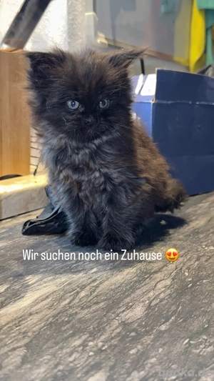 xl mainecoon kitten  Bild 2