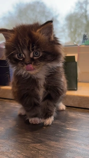 xl mainecoon kitten 