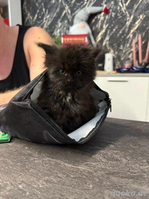xl mainecoon kitten  Bild 5