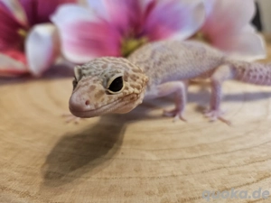 Abgabe Tiere Hamm 13.12