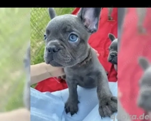 Französische Bulldoggen Welpen 