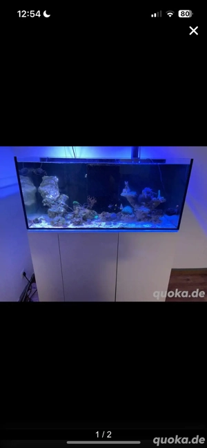 Besatz Verkauf Meerwasser Doktorfische Korallen