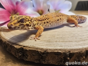 Tangerine TUG Snow Bell Albino 0.1 2023