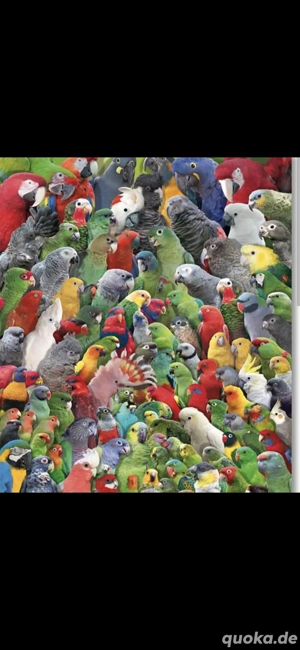 Nehme Papageien Kakadus etc auf