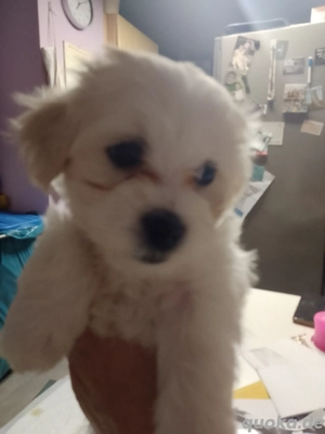 Bichon frise Maltipoo 