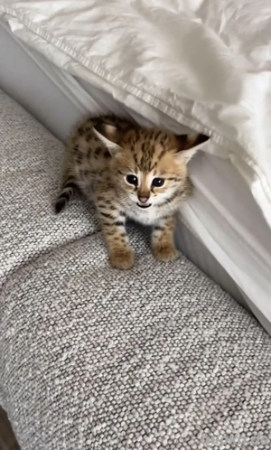 Weibliches Bengalkätzchen zur Adoption