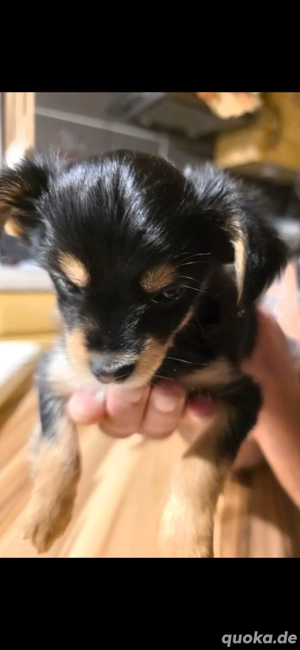 Bieber Yorkshire Chiwaba in gute Hände abzugeben. Es sind drei Weibchen vier Rüden. Sind jetzt s