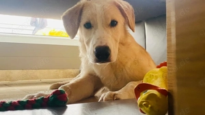 Mischlingsrüde Luke sucht sein Zuhause