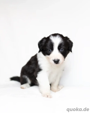 Border Collie Welpen