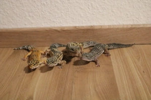Leopardgeckos (inkl. Terrarium und Zubehör)