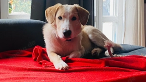 Mischlingswelpe Luke sucht sein Zuhause