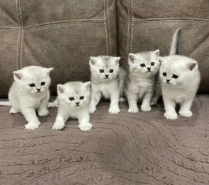 Britisch Kurzhaar Kätzchen     Weihnachts-Reservierung geöffnet!