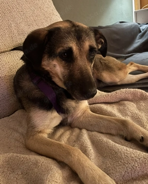 Mischlingshündin Medea sucht Ihr Zuhause Bild 9