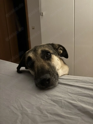 Mischlingshündin Medea sucht Ihr Zuhause Bild 7