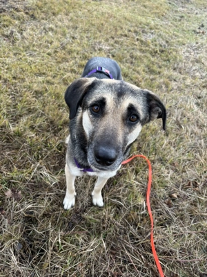 Mischlingshündin Medea sucht Ihr Zuhause Bild 10