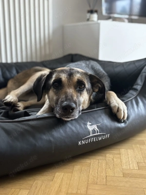 Mischlingshündin Medea sucht Ihr Zuhause Bild 5