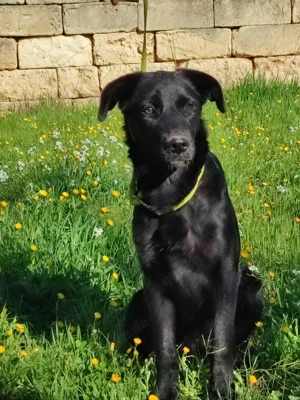 Mischlingswelpe Pearl sucht ihr Zuhause