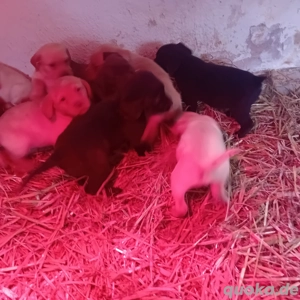 süße labradorwelpen suchen ein liebevolles Zuhause  Bild 2