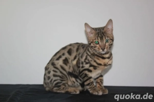 Bengal cats 