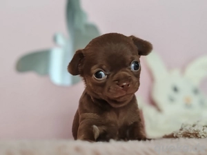 *Nur noch ein kleines schoko Mädchen mit Ahnentafel*