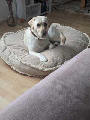 Goldador Mini Mädchen 