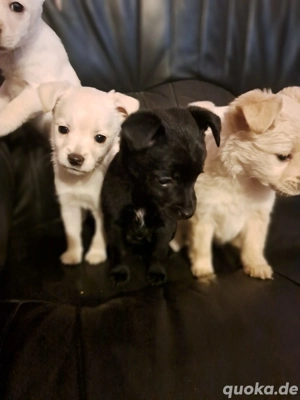 Malteser Mischling  Welpen 