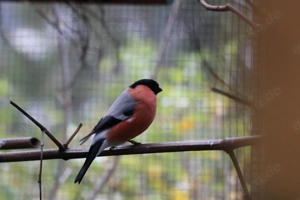 nordische Gimpel ( Dompfaff)