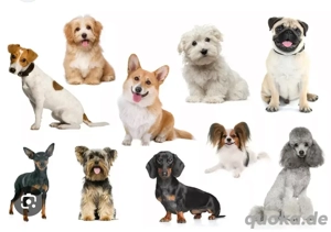 wir suchen einen Hund Familienmitglied