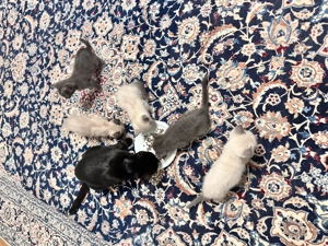 Kätzchen zu verkaufen