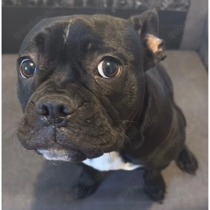 Dringend heute Hündin 6 Monate zu verkaufen! 