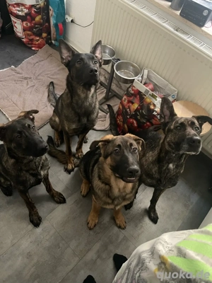 Schäferhund Mix welpen 