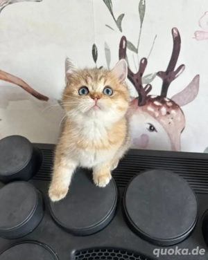 BKH Gold shaded Blau Augen