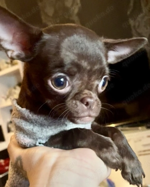 Kleiner Chihuahua Rüde kh in Chocolate-tan!