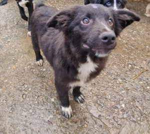 MIRA STELUTA - kleine Zaubermaus (wartet in Rumänien)