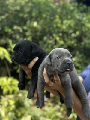 Cane corso welpen