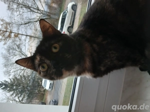 Katzendamen sucht treue Menschen 