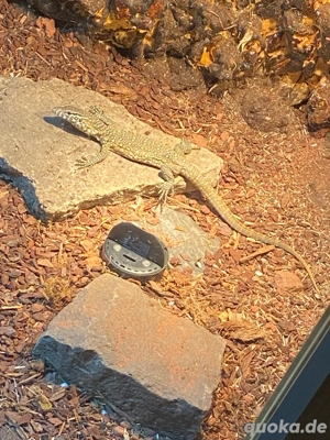 Varanus niloticus 1.1