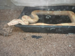 Boa Constrictor Imperator sunglow