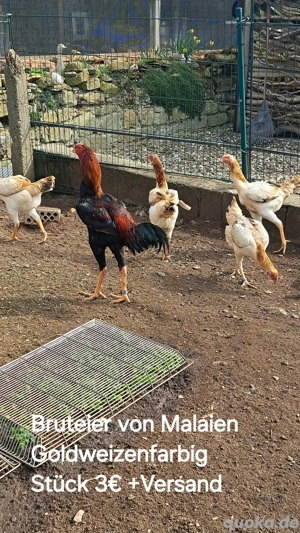 Malaien Hühner goldweizenfarbig 