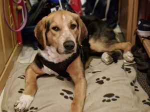 Leon, stubenreiner Seelenhund, ca. 9 Monate, ca. 52 cm, ca. 15 kg *in 85646 Neufarn*