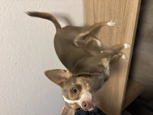 Chihuahua Mix Hündin Maya Bild 3