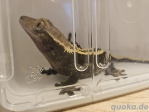 Dunkler Pinstripe 1.0