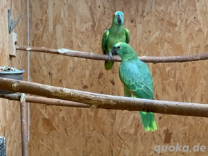 Junge Blaustirnamazonen abzugeben