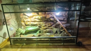 3 Leopardgeckos mit Terrarium