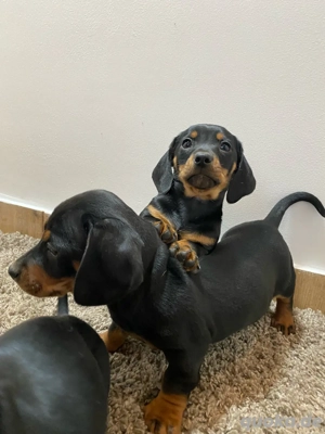 Dackel Welpen zu verkaufen !