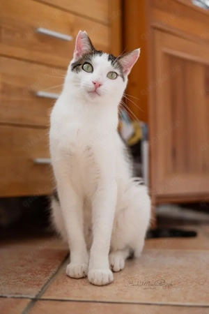 Leon, sanfter Jungkater, ca. 1 Jahr *Tierschutz* *in 64385 Reichelsheim*