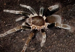 1.0 Hysterocrates gigas adult und 1.0 Nhandu coloratovilosus adult abzugeben zusammen 35 Euro